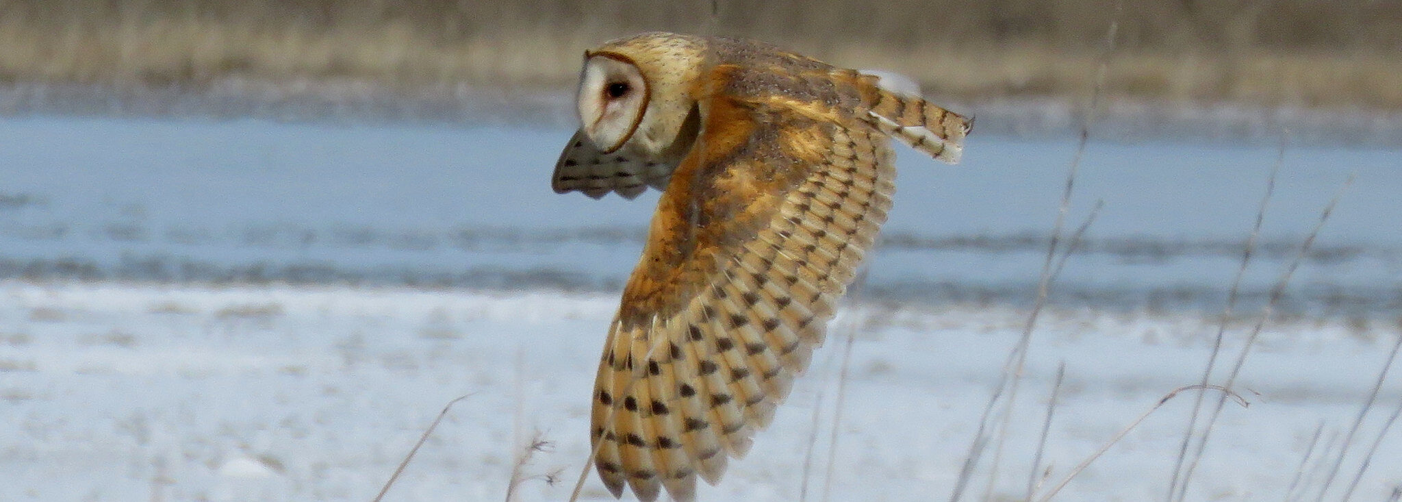 Owl Surveys</h6>