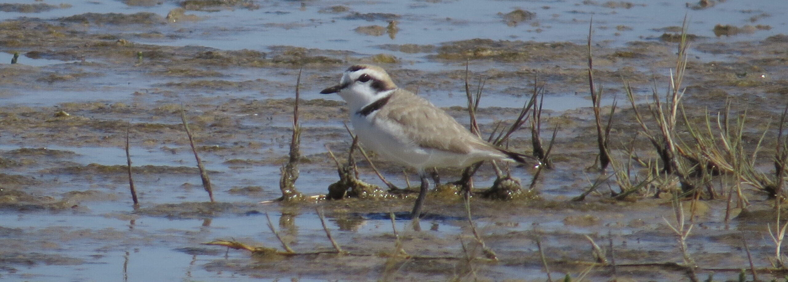 Snowy Plover Project</h6>