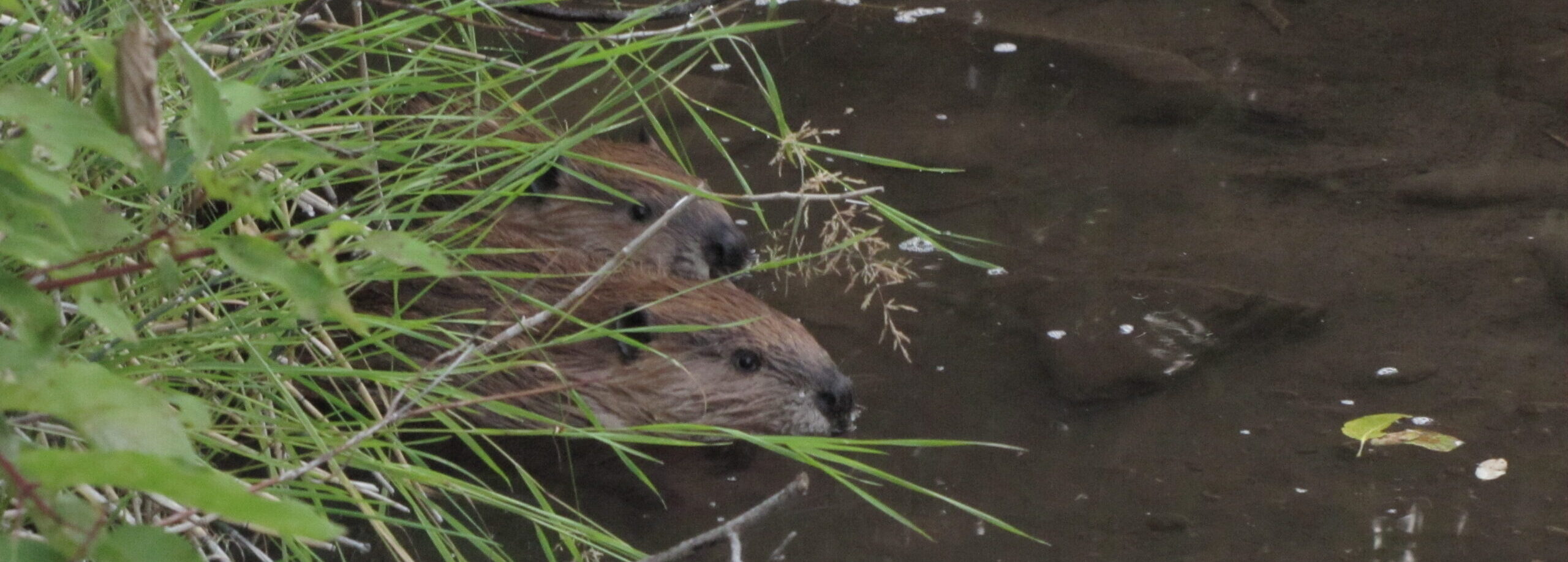 Birds & Beavers</h6>