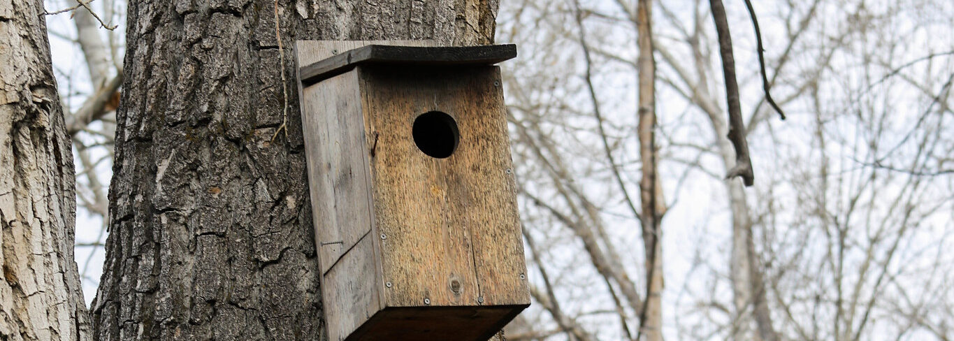 Nature Center Nest Box Project</h6>