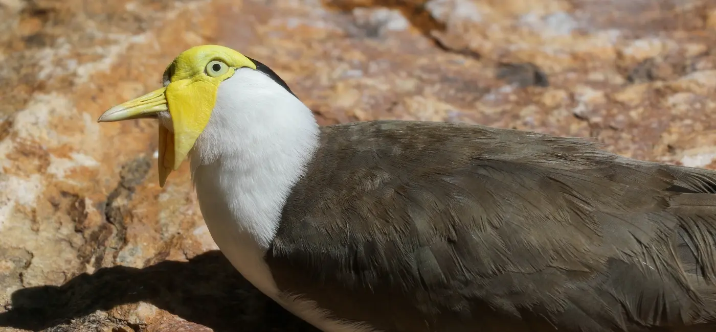 Masked Lapwing