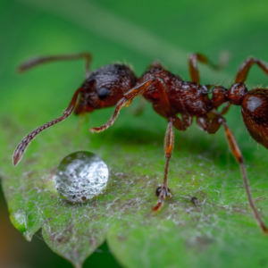 ANTS: The Little Things That Run the World!