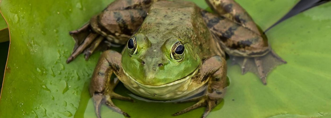 Reptiles and Amphibians</h6>