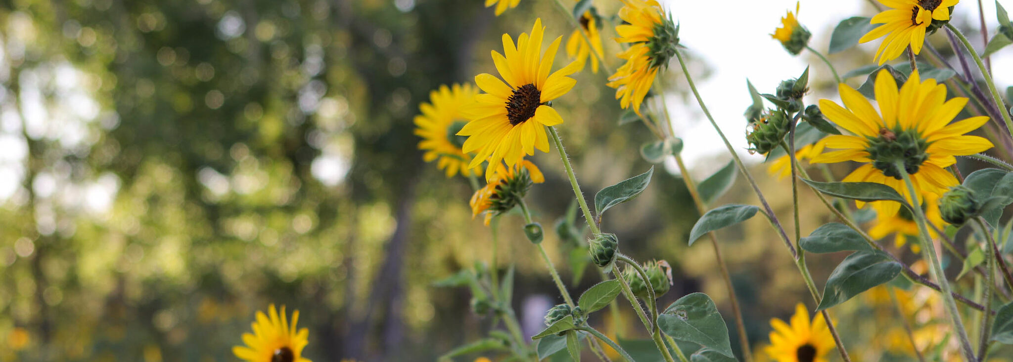 Indigenous Ecological Knowledge Resources</h6>