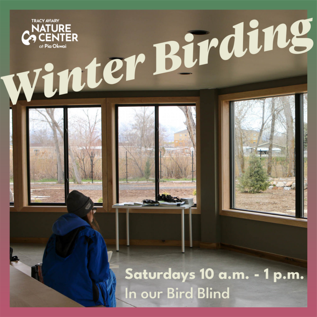 Birding in the Bird Blind - Nature Center at Pia Okwai