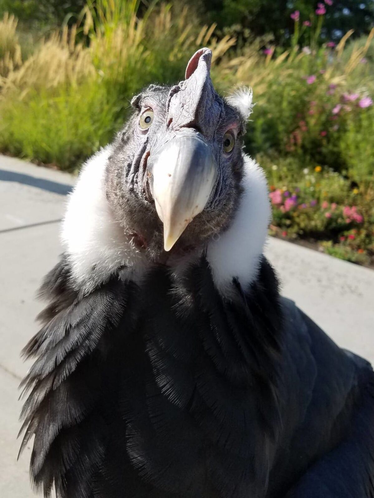 Remembering Andy N Condor - Tracy Aviary