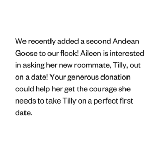 We recently added a second Andean Goose to our flock! Aileen is interested in asking her new roommate, Tilly, out on a date! Your generous donation could help her get the courage she needs to take Tilly on a perfect first date.