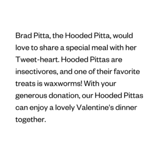 Brad Pitta, the Hooded Pitta, would love to share a special meal with her Tweet-heart. Hooded Pittas are insectivores, and one of their favorite treats is waxworms! With your generous donation, our Hooded Pittas can enjoy a lovely Valentine's dinner together.