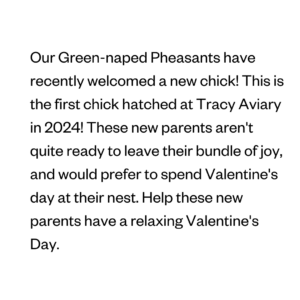 Our Green-naped Pheasants have recently welcomed a new chick! This is the first chick hatched at Tracy Aviary in 2024! These new parents aren't quite ready to leave their bundle of joy, and would prefer to spend Valentine's day at their nest. Help these new parents have a relaxing Valentine's Day.