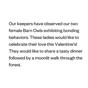 Our keepers have observed our two female Barn Owls exhibiting bonding behaviors. These ladies would like to celebrate their love this Valentine's! They would like to share a tasty dinner followed by a moonlit walk through the forest.